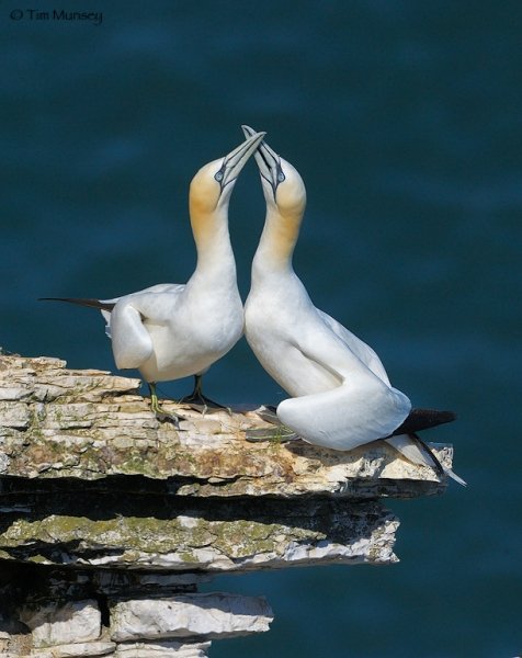 Gannets in Love.jpg